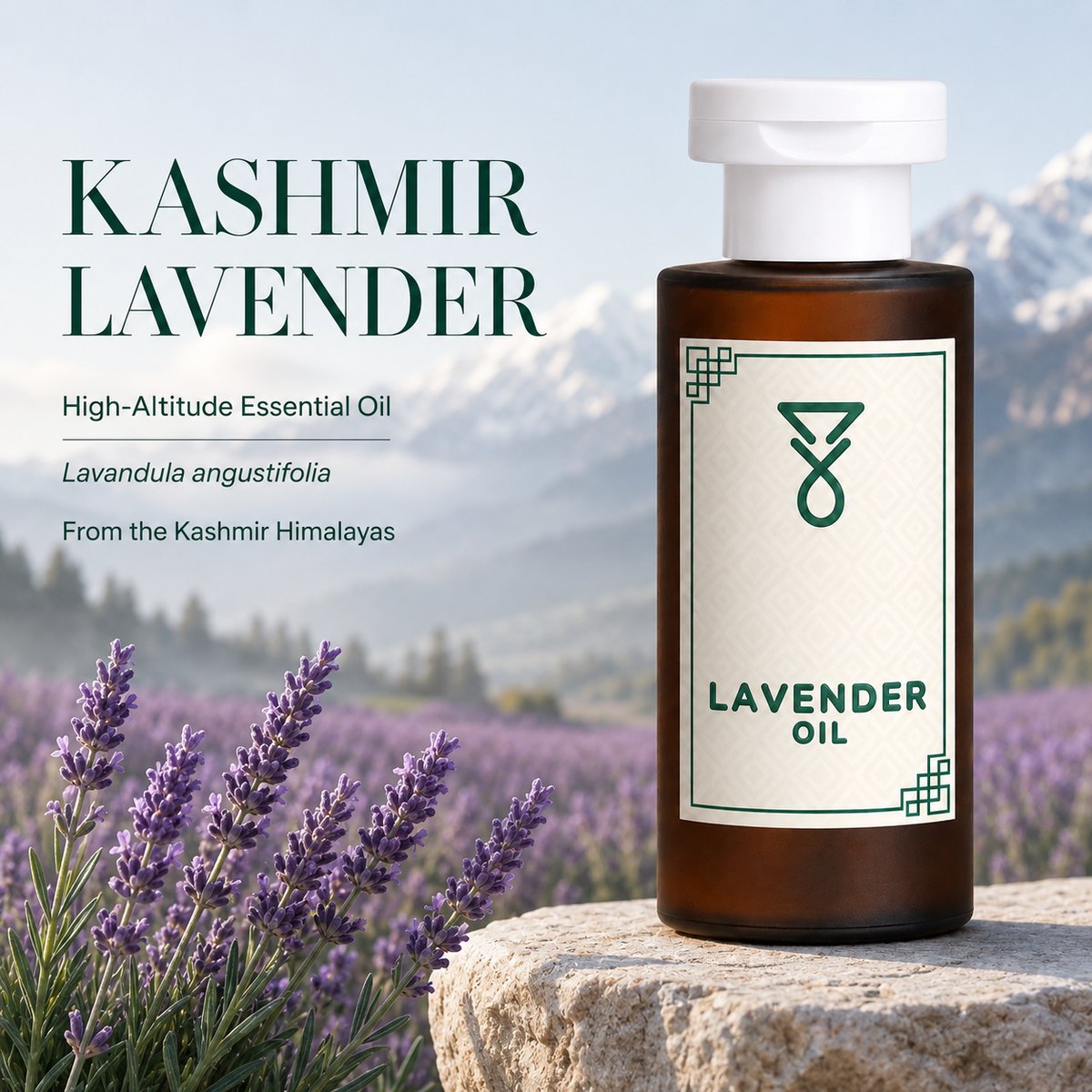 Kashmir lavender essential oil, Lavandula angustifolia, against Himalayan lavender fields